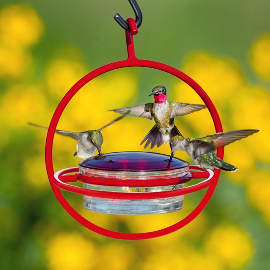 Couronne COURM047301R Hummble Bold Hummingbird Feeder Perch