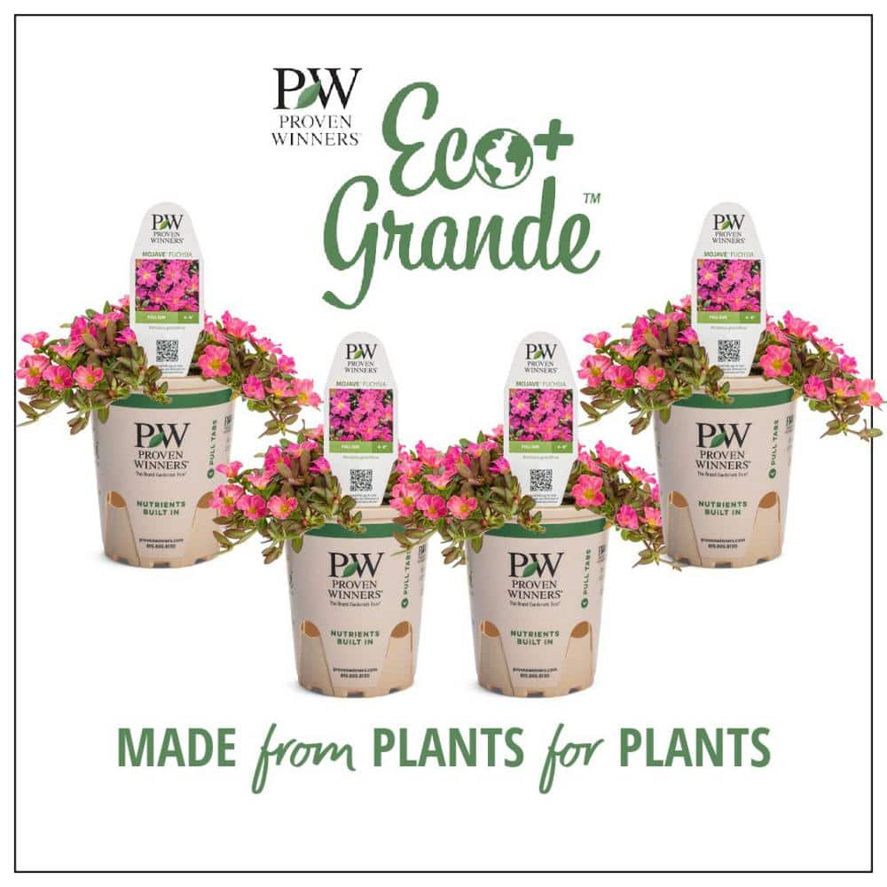 4.25 in. Eco+Grande Mojave Fuchsia Moss Rose (Portulaca) Live Plant, Fuchsia Flowers (4-Pack)