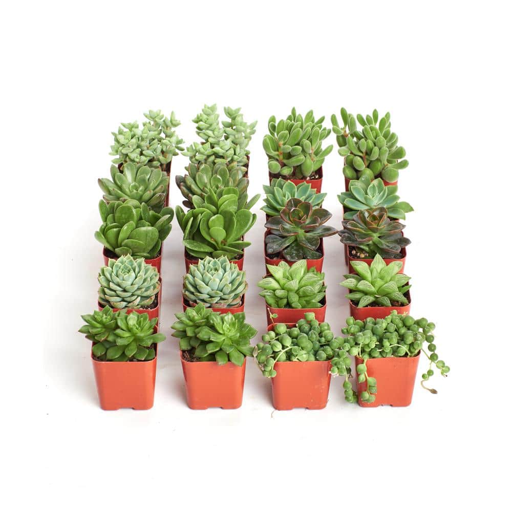2 in. Green Succulent (Collection of 20)