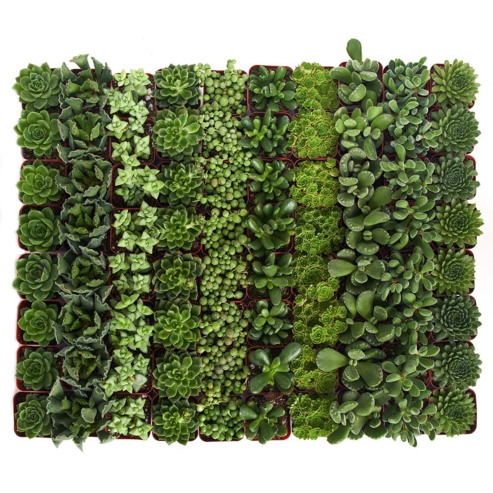 2 in. Green Succulent (Collection of 64)