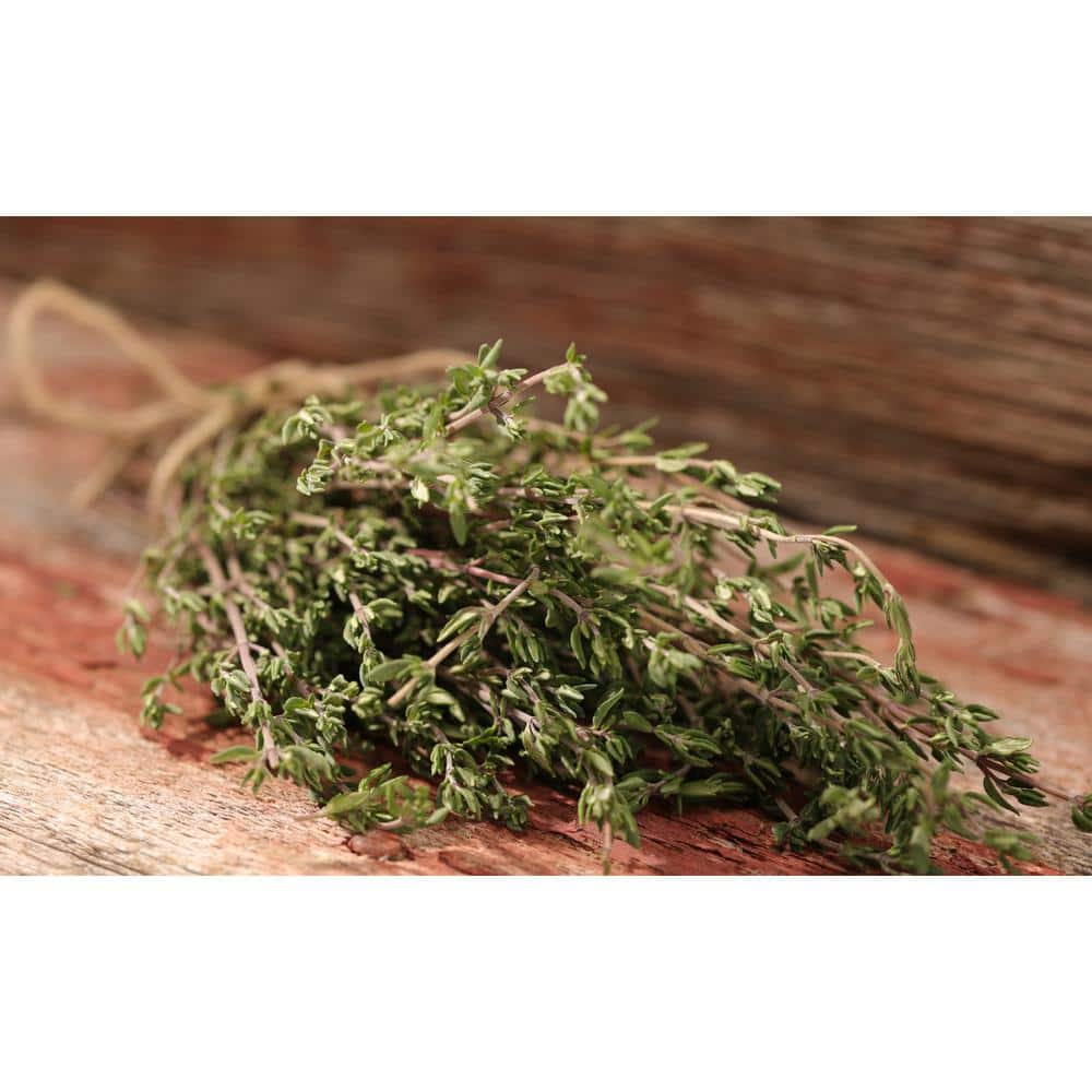 4.25 in. Eco+Grande Aromatic Thyme Herb Live Plant (4-Pack)