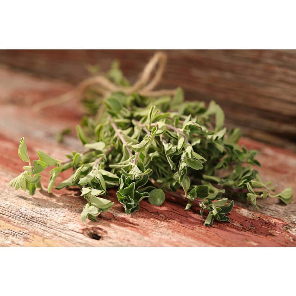 4.25 in. Eco+Grande Greek Oregano (Origanum vulgare) Live Herb Plant (4-Pack)
