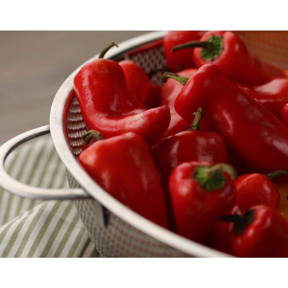 4.25 in. Eco+Grande, Hungarian Hot Wax Pepper (Capsicum annuum) Live Vegetable Plant (4-Pack)