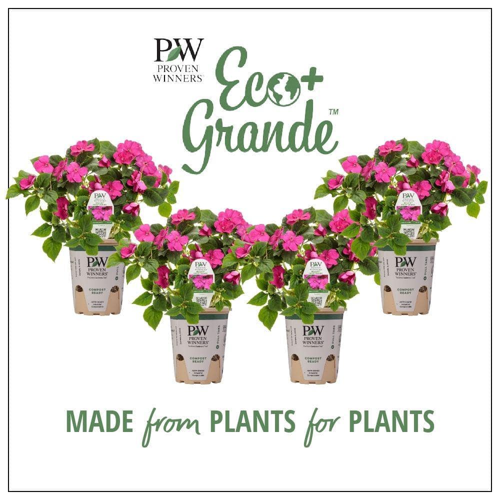4.25 in. Eco+Grande, Soprano Violet Shades (Impatiens), Live Plant, Purple Flowers (4-Pack)