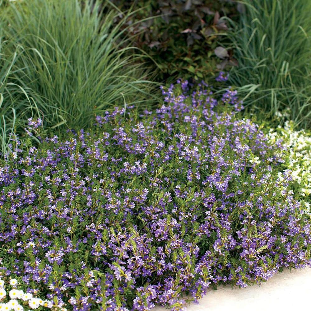 4.25 in. Eco+Grande Whirlwind Blue Fan Flower (Scaevola) Live Plant, Blue-Purple Flowers (4-Pack)