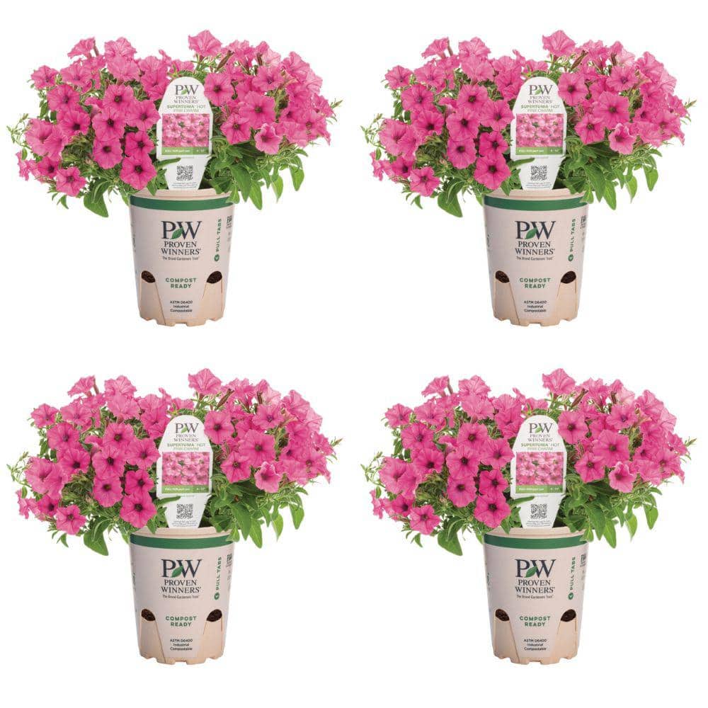 4.25 in. Eco Plus Grande, Supertunia Mini Vista Hot Pink (Petunia), Live Annual Plant, with Pink Flowers (4-Pack)