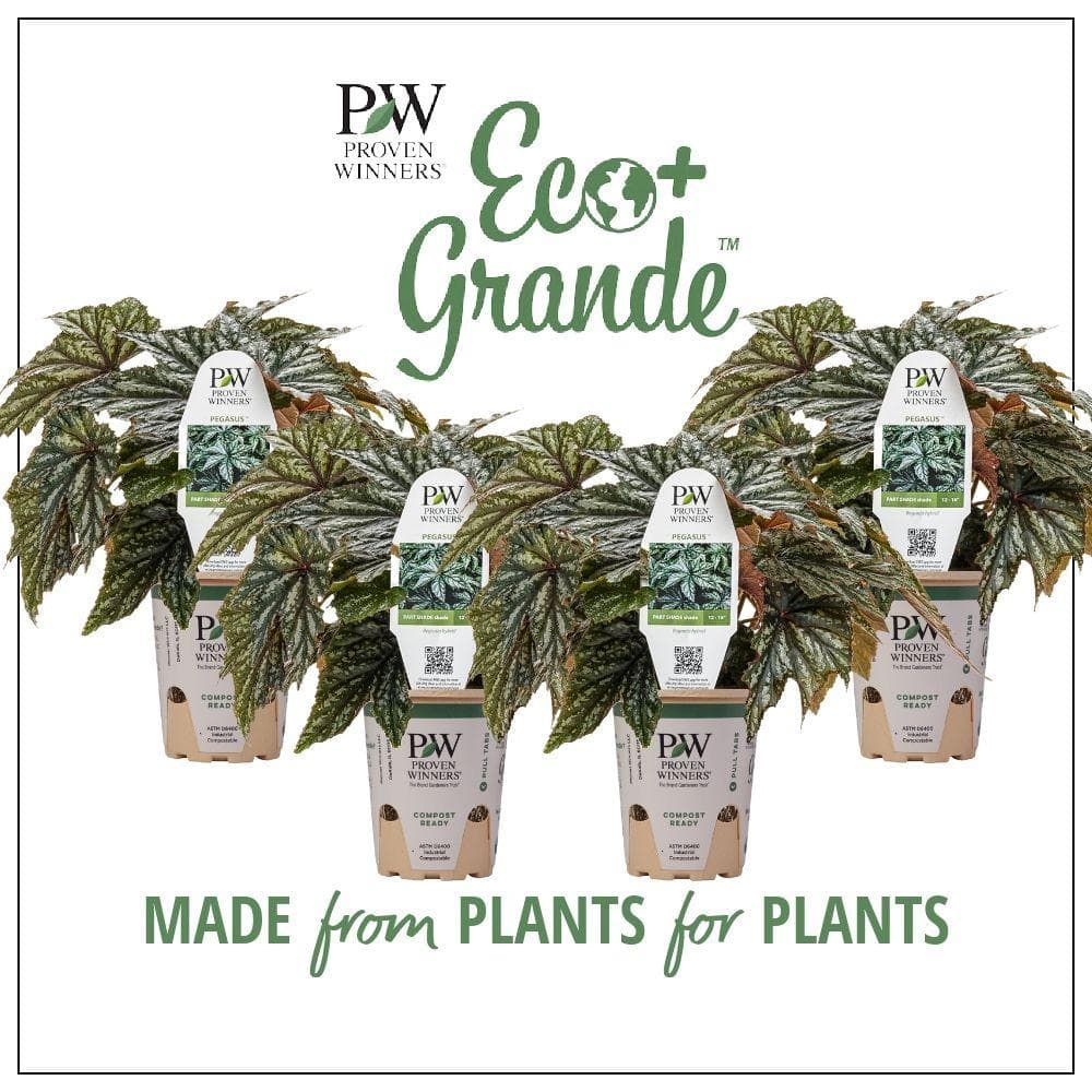 4.25 in. Eco+Grande Pegasus (Begonia) Live Plant, Green and Silver Foliage (4-Pack)