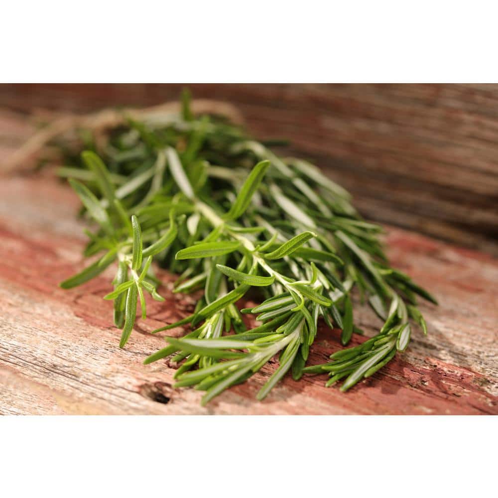 4.25 in. Eco+Grande Prime Rosemary (Salvia rosmarinus) Live Herb Plant (4-Pack)