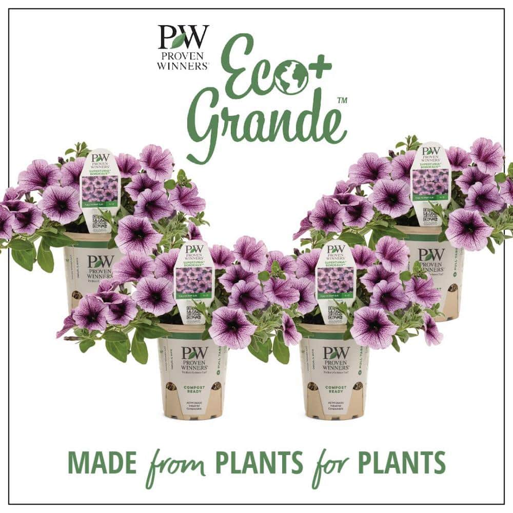 4.25 in. Eco+Grande Supertunia Bordeaux (Petunia) Live Plant, Light Purple Flowers with Deep Plum Veins (4-Pack)