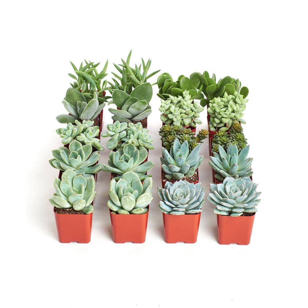 2 in. Blue/Green Collection Succulent (Collection of 20)