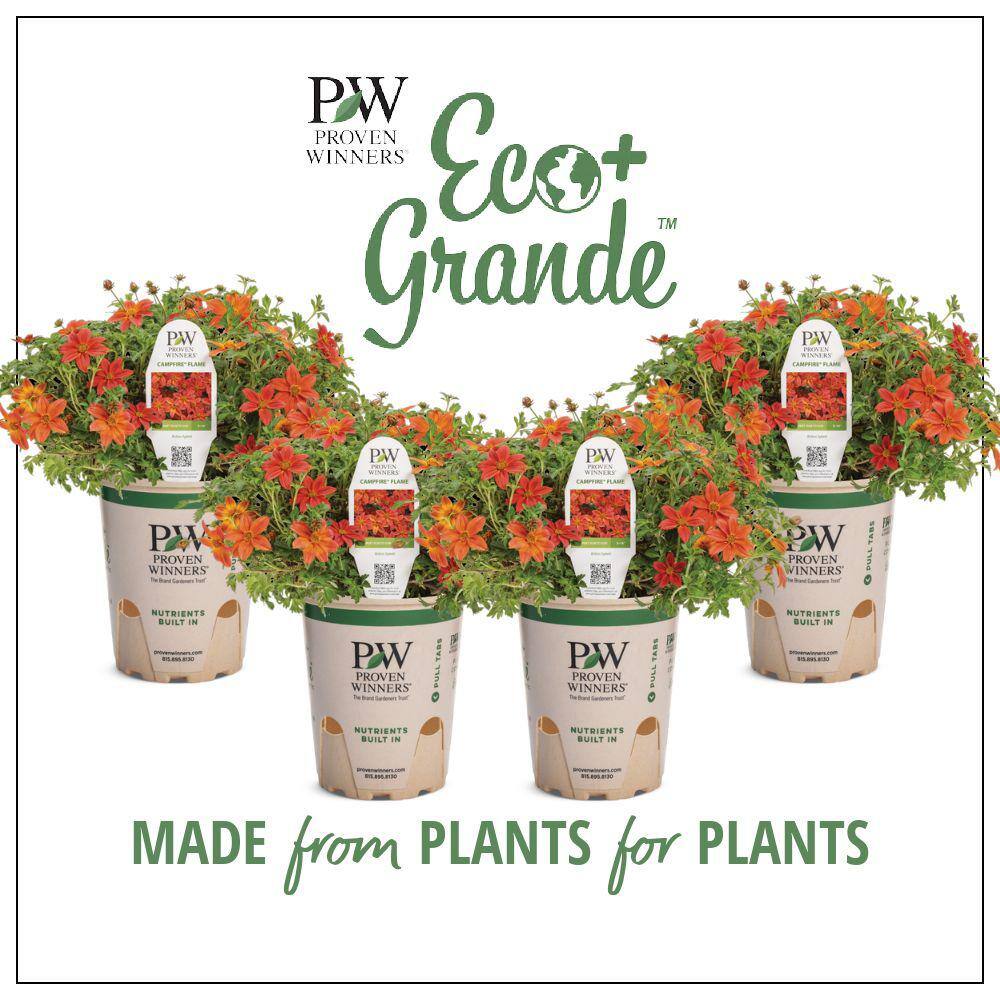 4.25 in. Eco Plus Grande, Campfire Flame Live Annual Plant, Orange and Red Flowers (4-Pack)