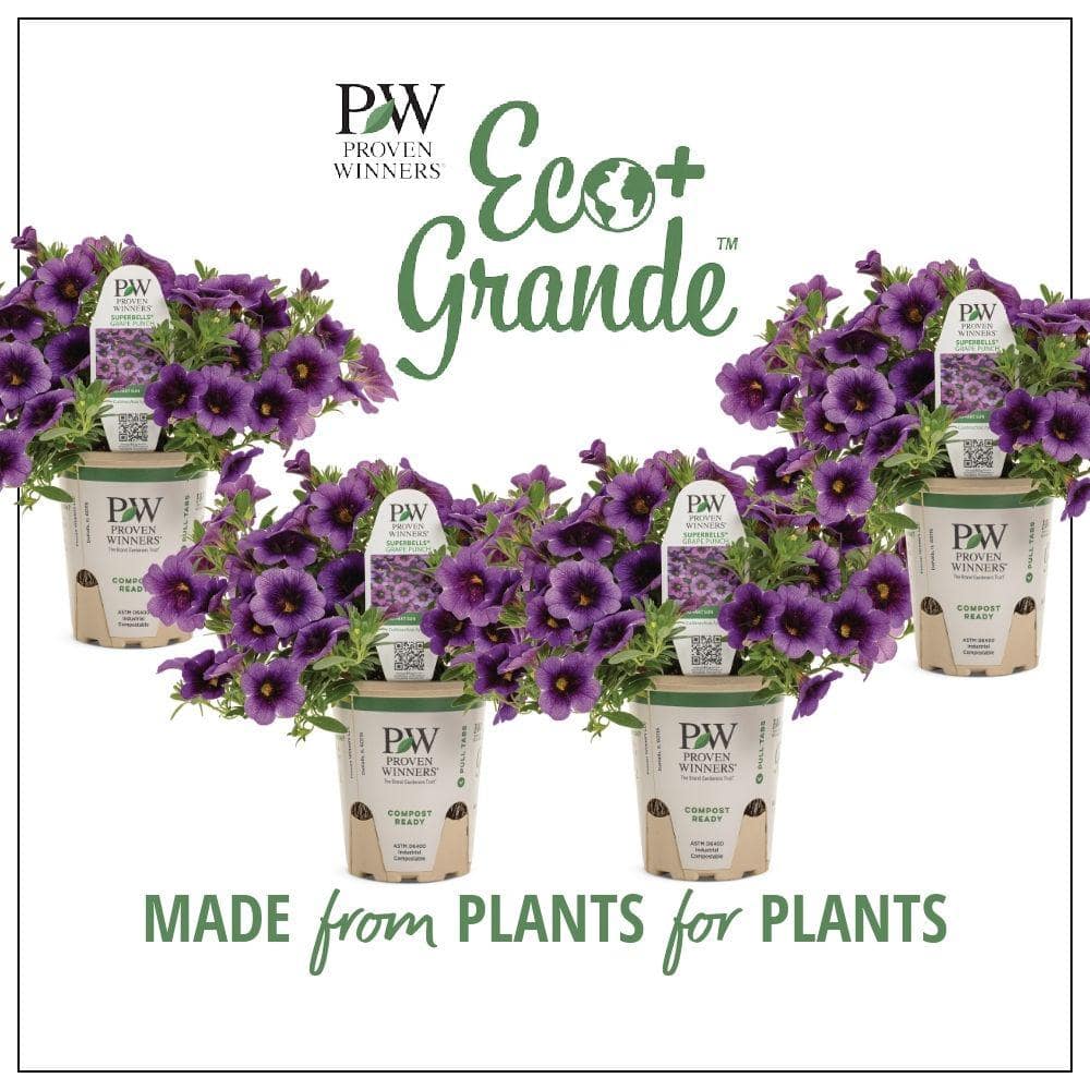 4.25 in. Eco+Grande Superbells Grape Punch (Calibrachoa) Live Plant, Purple Flowers (4-Pack)