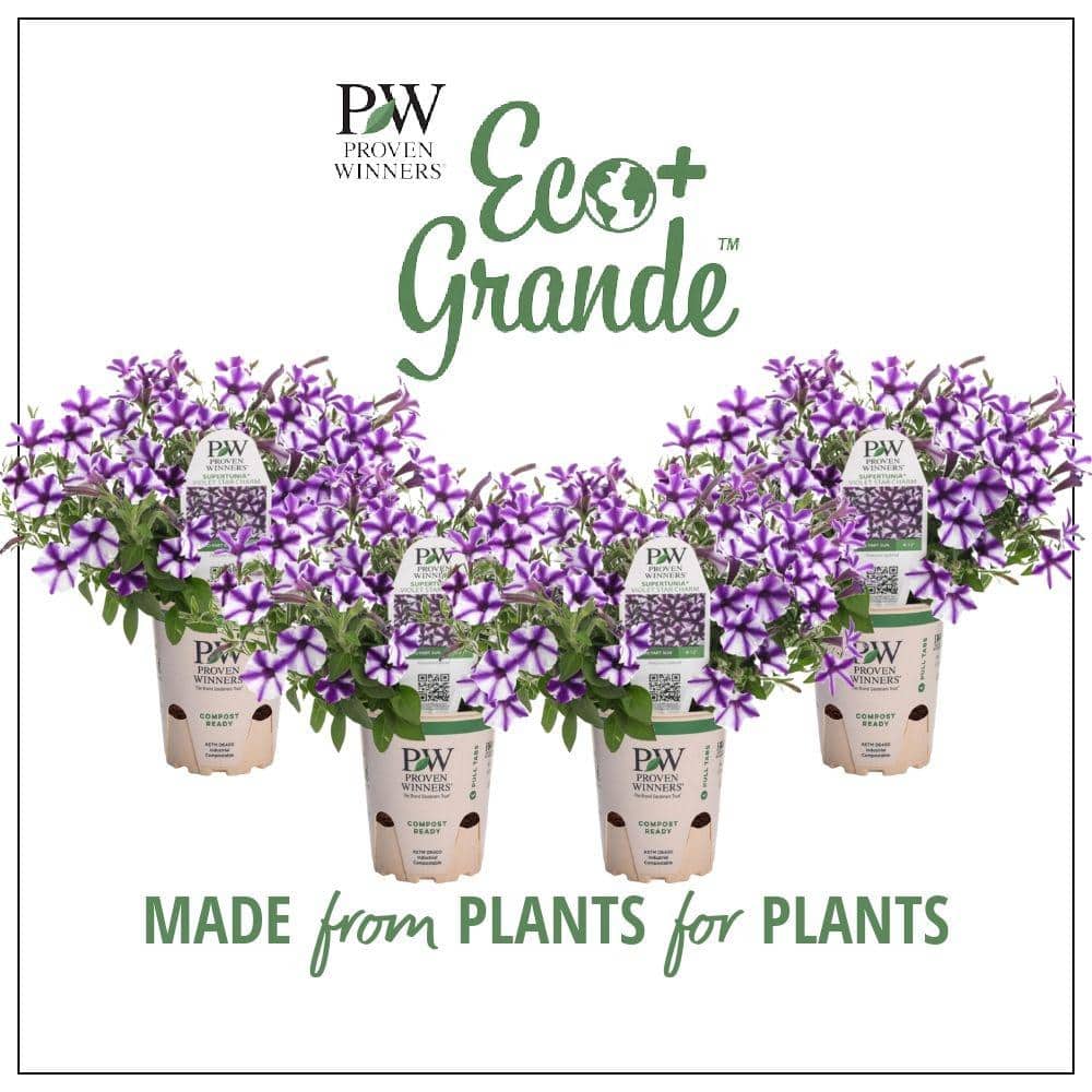4.25 in. Eco+Grande Supertunia Mini Vista Violet Star (Petunia) Live Plant, Purple and White Striped Flowers (4-Pack)