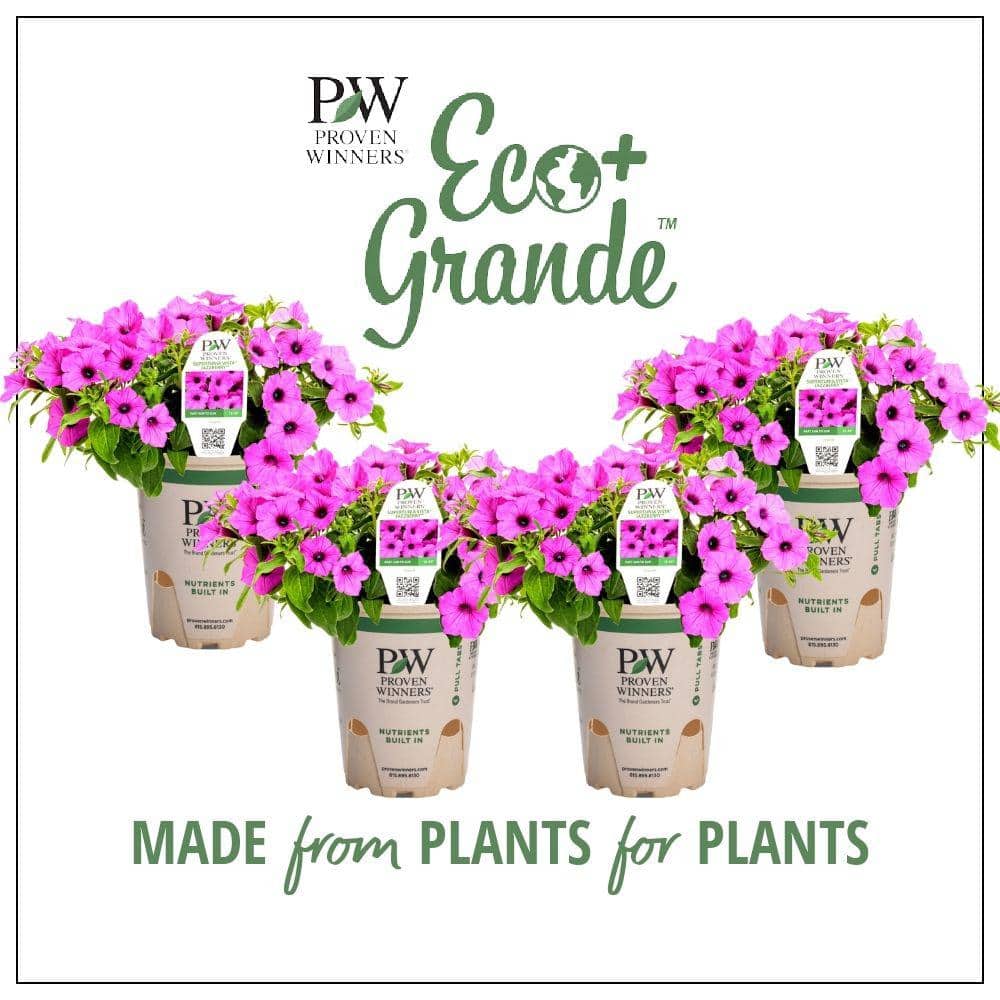 4.25 in. Eco+Grande, Supertunia Vista Jazzberry (Petunia) Live Plant, Purple Flowers (4-Pack)