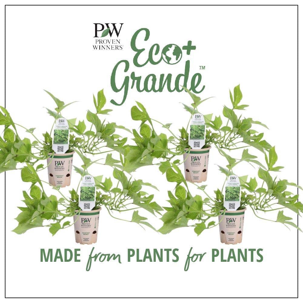4.25 in. Eco+Grande Sweet Caroline Light Green Sweet Potato Vine (Ipomoea) Live Plant, Green Foliage (4-Pack)