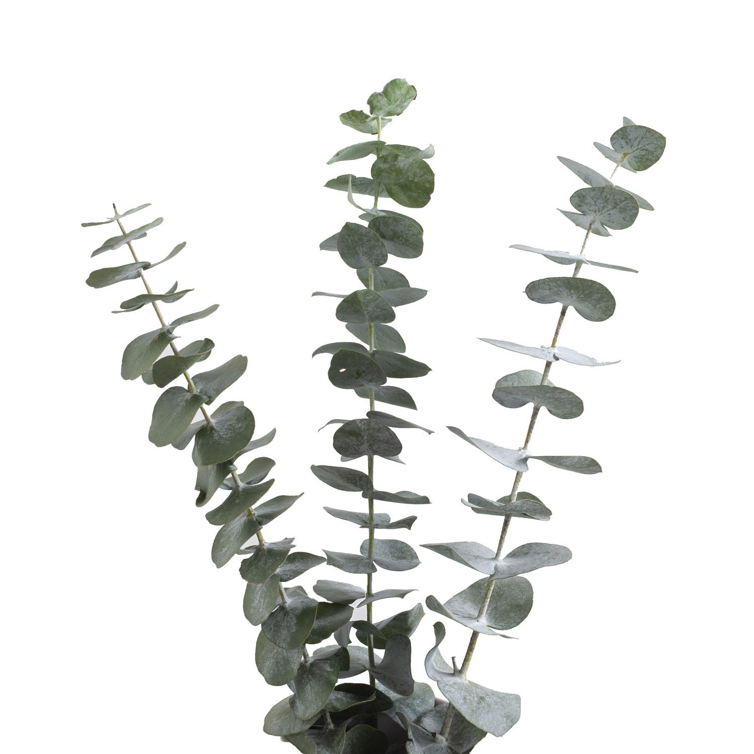 Member's Mark Baby Blue Eucalyptus (200 Stems)