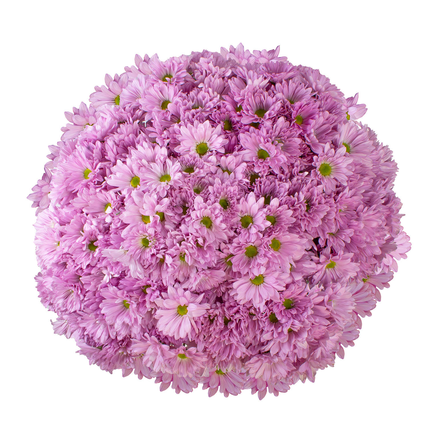 Member's Mark Pompon Daisies, 90 stems (Lavender):- Lavender