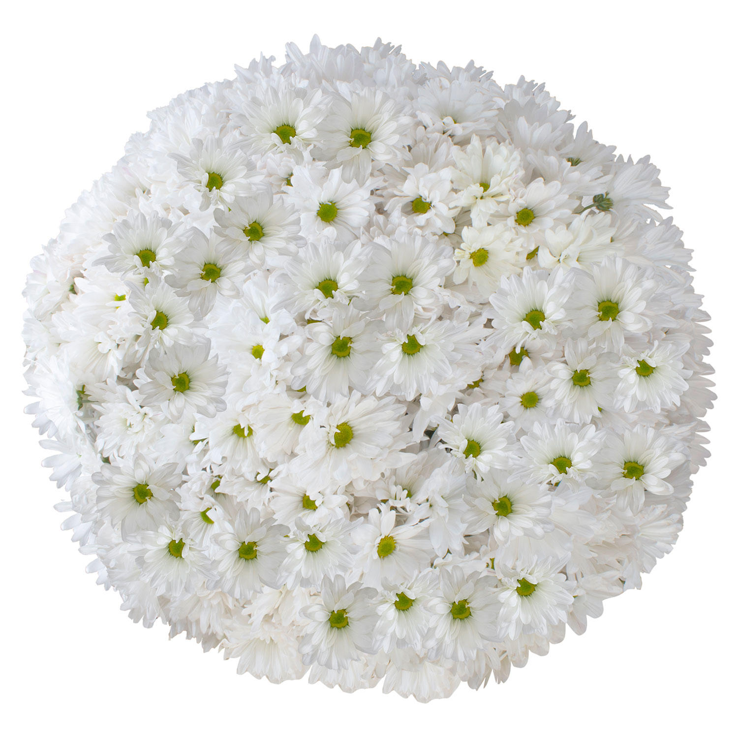 Member's Mark Pompon Daisies, 90 stems (White):- White