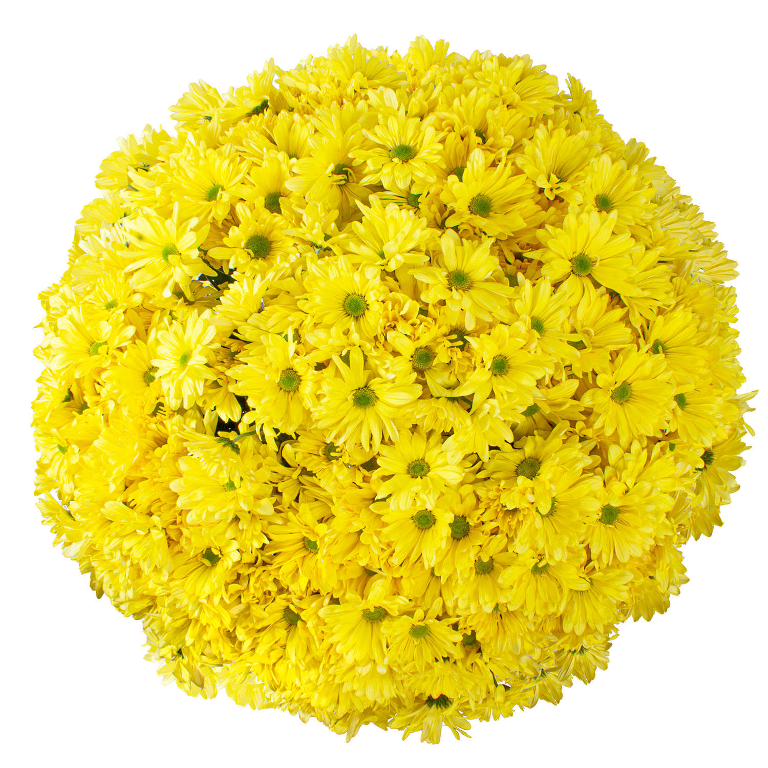 Member's Mark Pompon Daisies, 90 stems (Yellow):- Yellow