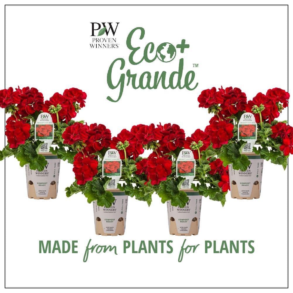 4.25 in. Eco+Grande Boldly Dark Red Geranium (Pelargonium) Live Plant, Red Flowers (4-Pack)