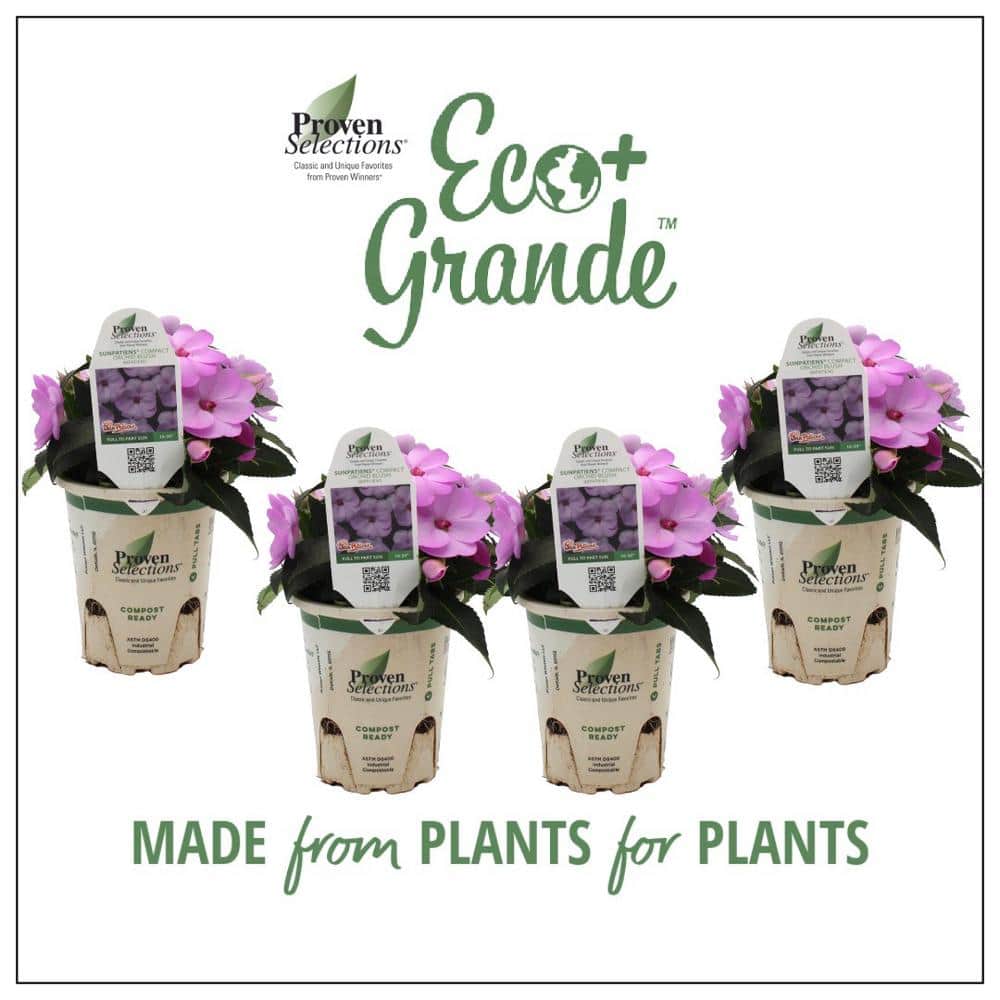4.25 in. Eco+Grande Compact Orchid Blush Impatiens Outdoor Annual Live Plant with Purple Flowers (4-Pack)
