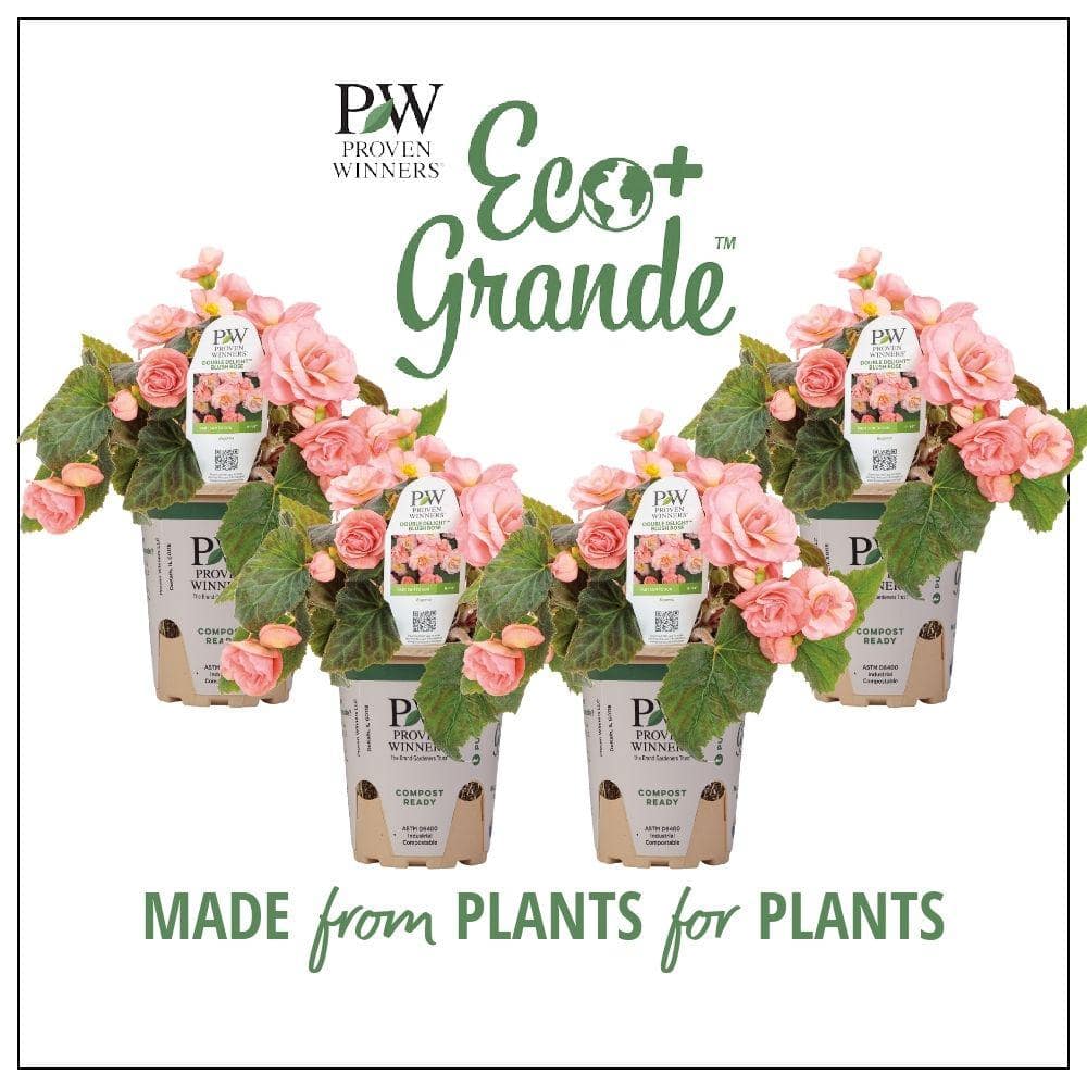 4.25 in. Eco+Grande, Double Delight Blush Rose (Begonia), Live Plant, Pink Flowers (4-Pack)