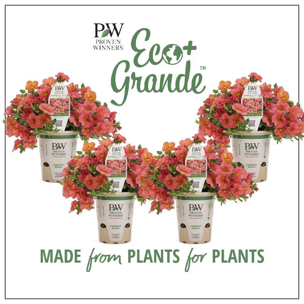 4.25 in. Eco+Grande Superbells Tropical Sunrise (Calibrachoa) Live Plant, Pink, Yellow and Red-Streaked Flowers (4-Pack)