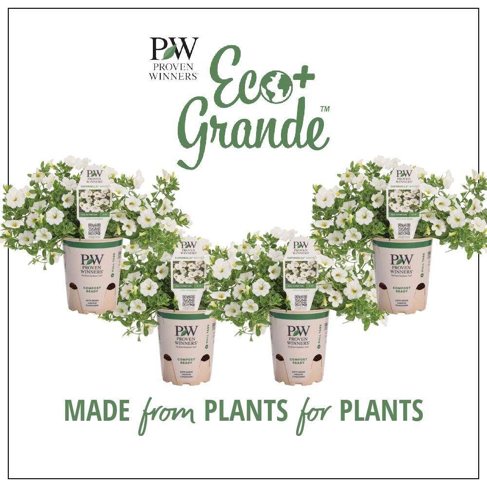 4.25 in. Eco+Grande, Superbells White (Calibrachoa) Live Plants, White Flowers (4-Pack)