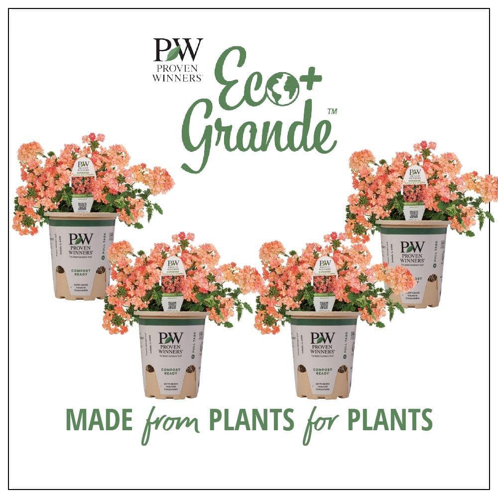 4.25 in. Eco+Grande Superbena Royale Peachy Keen (Verbena) Live Plant, Peach-Orange Flowers (4-Pack)
