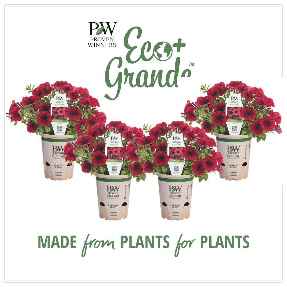 4.25 in. Eco+Grande Supertunia Black Cherry (Petunia) Live Plant, Dark Red Flowers (4-Pack)