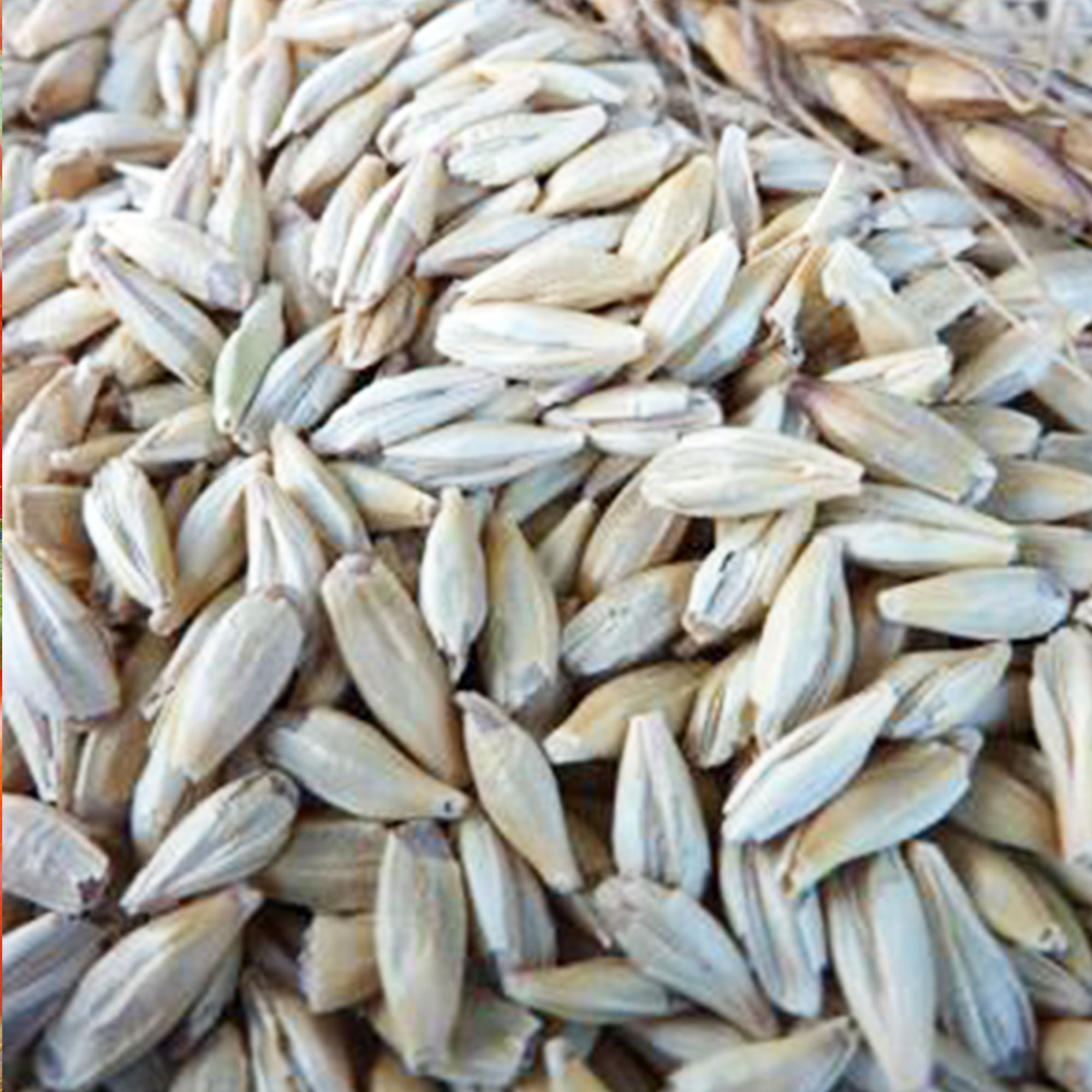 Belford Barley Seed - 5 lb - Buy Non-GMO Hordeum vulgare Farm & Gardening Seeds Online - Bulk Available - High Germination - Ope