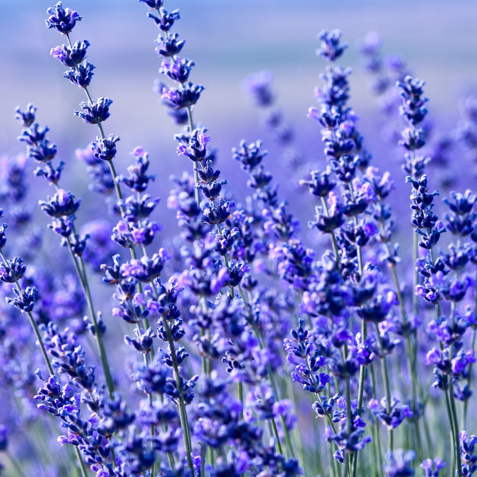 Hidcote Blue Lavender - 500 Seed Packet - Herb & Flower Garden - Buy Non-GMO Lavandula angustifolia Farm & Gardening Seeds Onlin