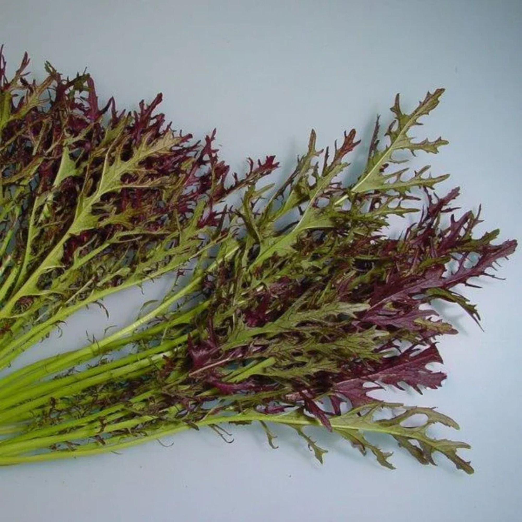Mustard Seeds - Ruby Streak -2 g Packet ~1000 Seeds - Non-GMO, Heirloom - Vegetable Garden, Microgreens & Herb Gardening