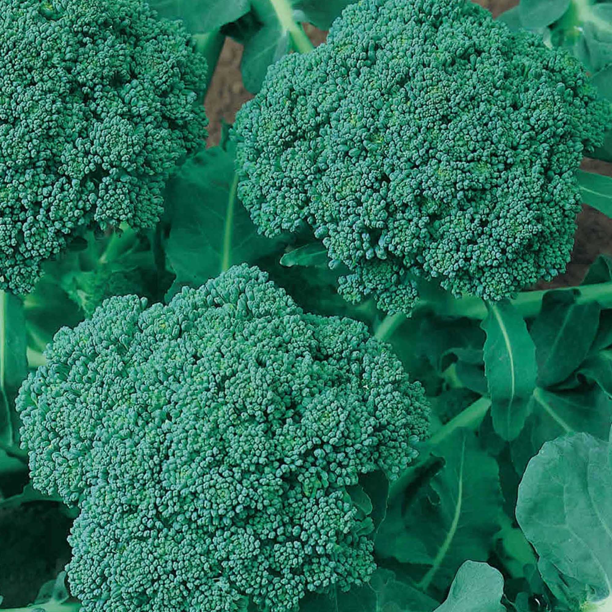 Organic Green Sprouting Calabrese Broccoli Seeds - 1/4 LB ~36K Micro - Buy Non-GMO Brassica oleracea var. italica Farm & Gardeni