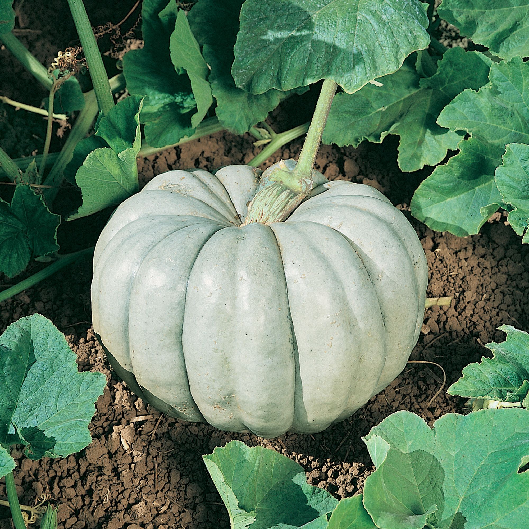 Blue Harvest F1 Hybrid Pumpkin Seeds - 1 Oz - Vegetable Garden