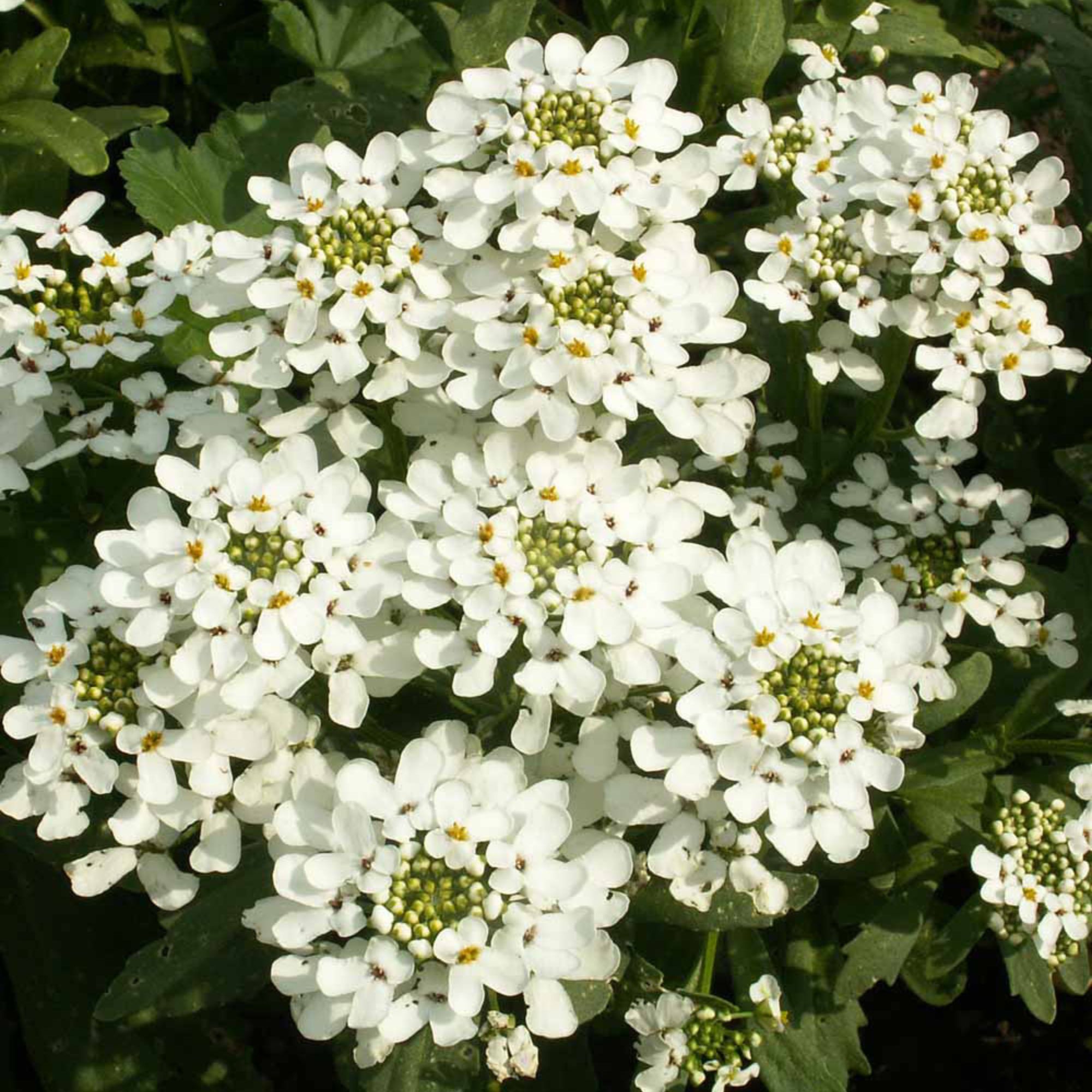 Candytuft Iberis Flower - 1 g Packet ~400 Seeds - Empress Mix Gardening - Buy Non-GMO Iberis amara Farm & Gardening Seeds Online