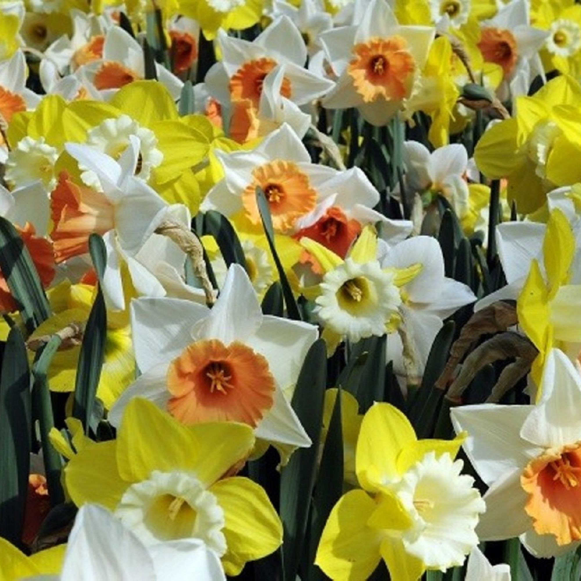Daffodil Flower Bulbs - 10 Bulbs - Color Mix - Yellow, Orange, Cream & White - Some Bi-colors - Narcissus pseudonarcissus - Pere