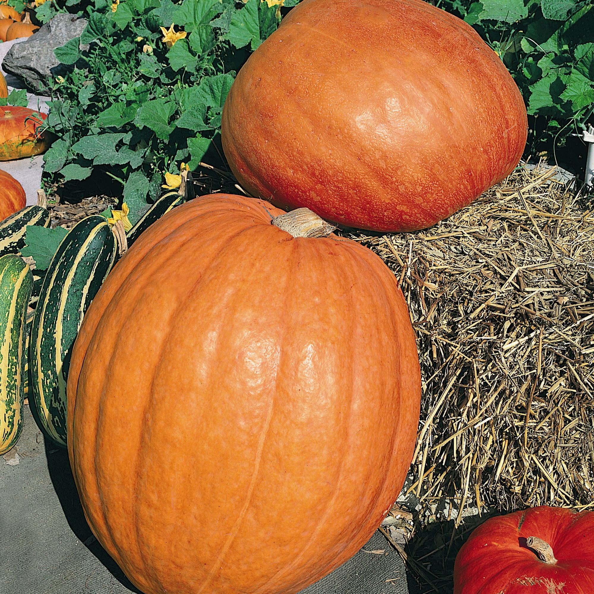 First Prize F1 Hybrid Pumpkin Seeds - 1 Lb - Vegetable Garden