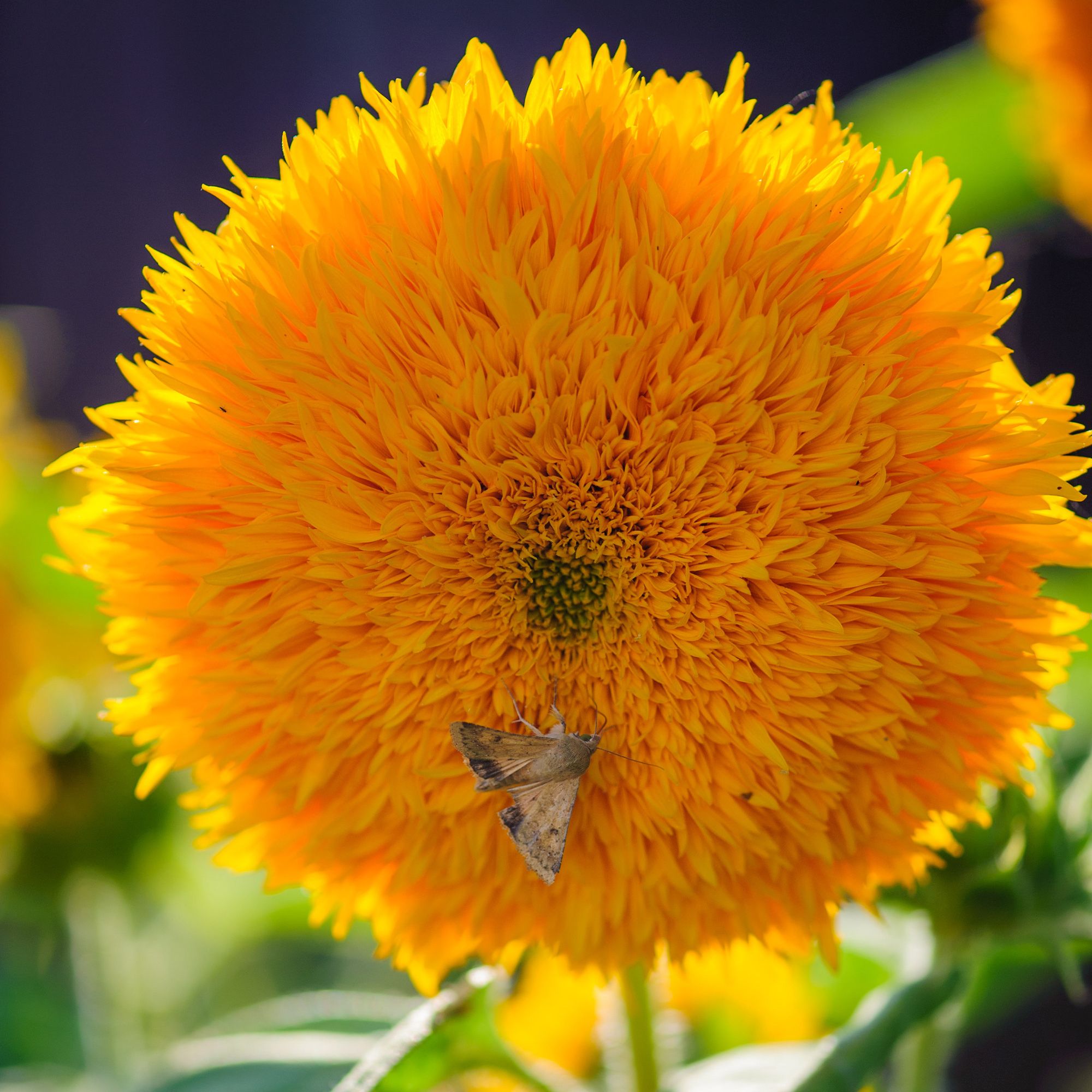 Goldie F1 Hybrid Organic Sunflower Seeds - 1 Oz - Flower Garden