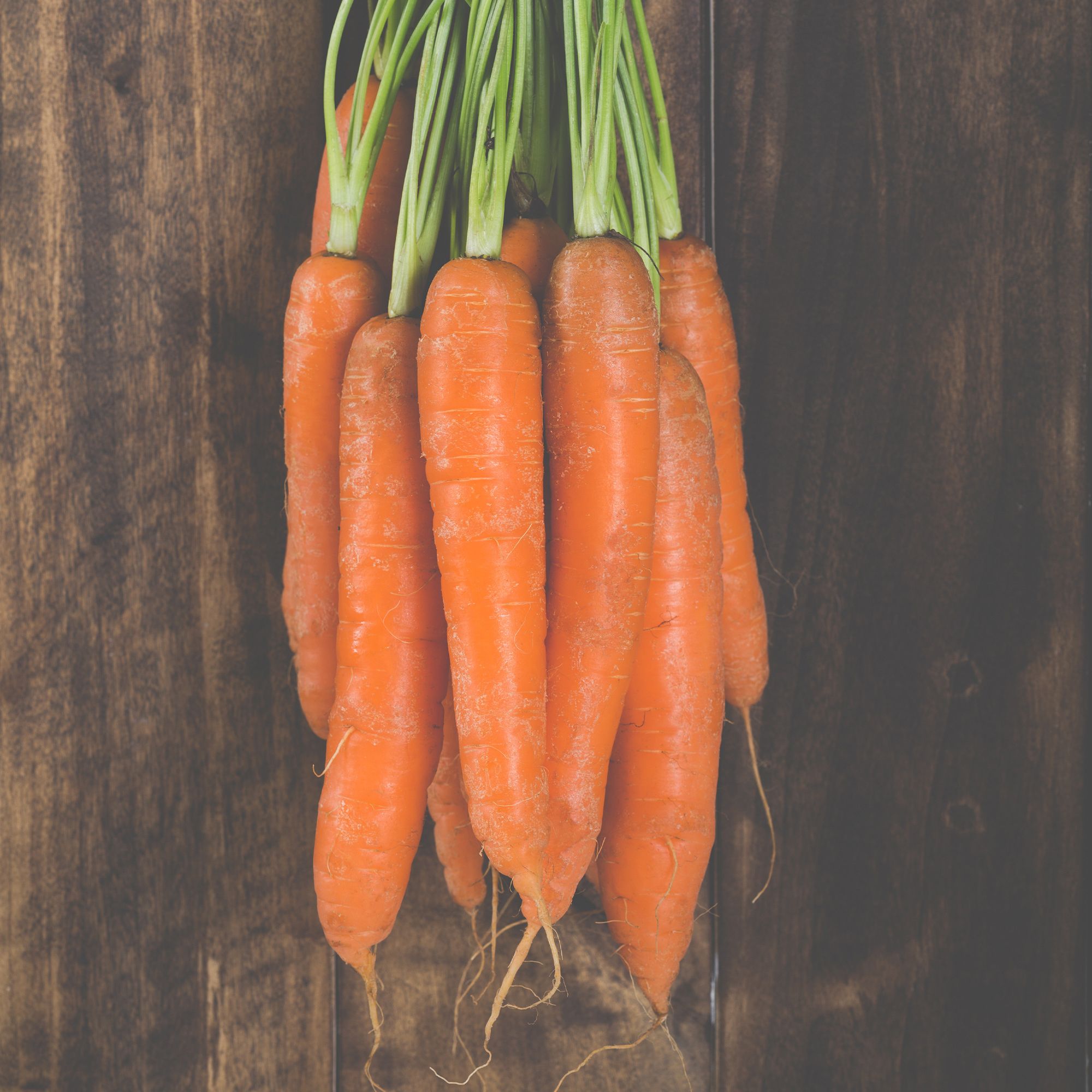 Organic Bambino Carrot Seeds - 1 Lb Bulk ~288,000 Seeds - Non-GMO - Buy Non-GMO Daucus carota var sativa Farm & Gardening Seeds