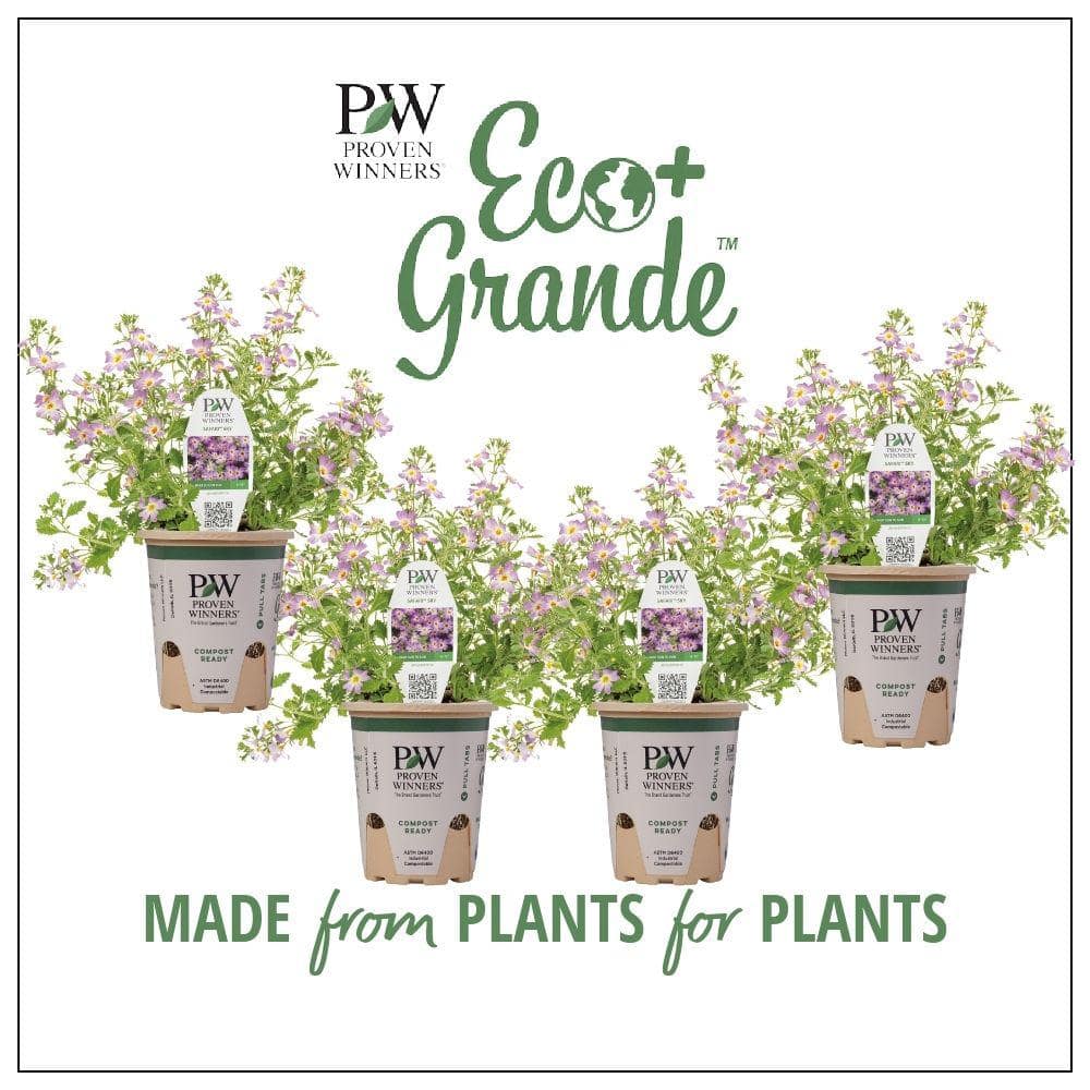 4.25 in. Eco+Grande Safari Sky (Jamesbrittenia) Live Plant, Purple Flowers (4-Pack)