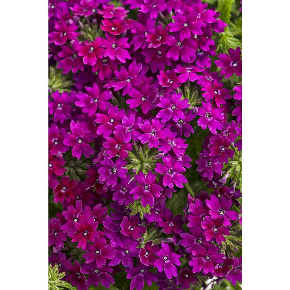4.25 in. Eco+Grande Superbena Royale Plum Wine (Verbena) Live Plant, Magenta Flowers (4-Pack)
