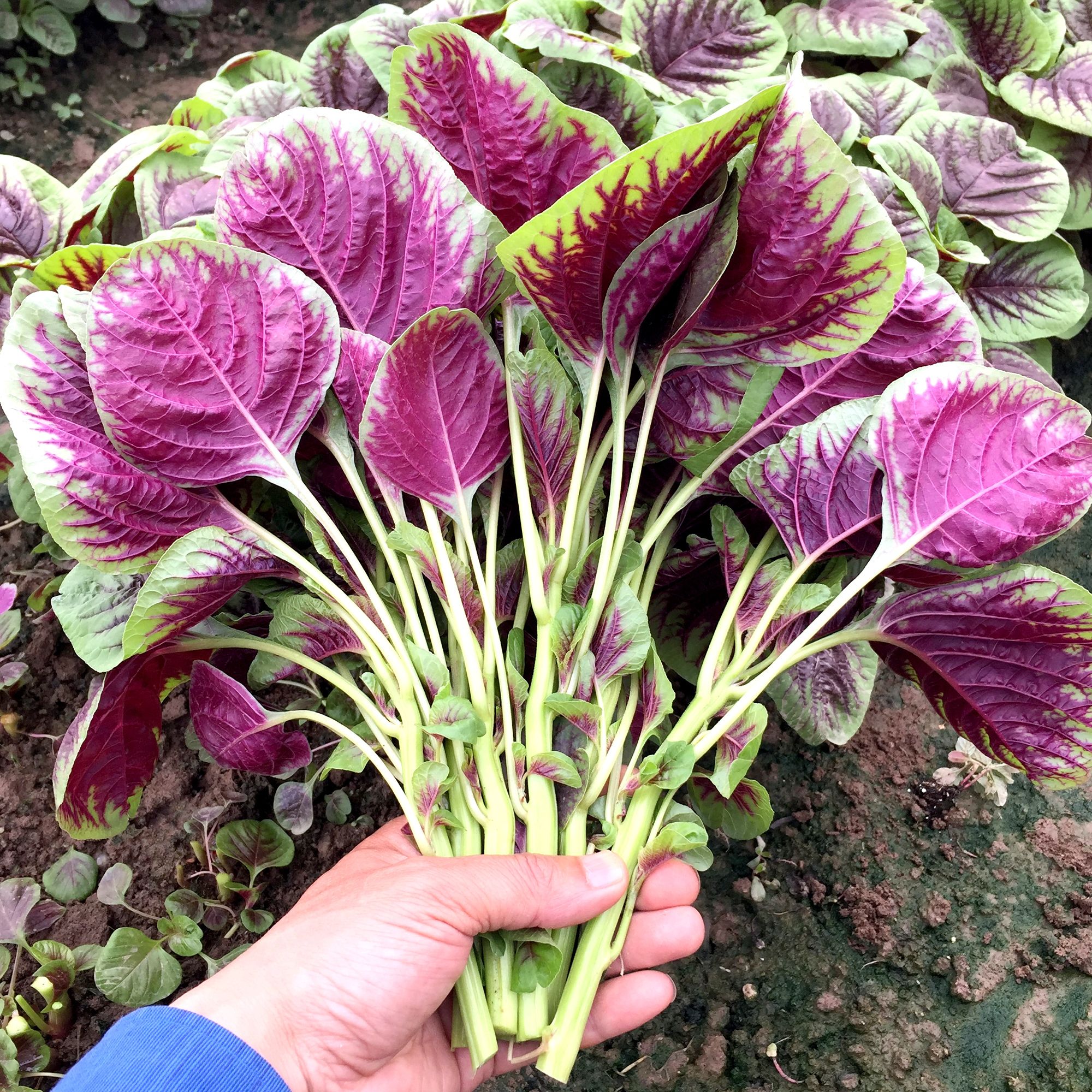 Amaranth - Hong Kong Red - 3 g Packet - Non-GMO - Annual - Open-Pollinated - Amaranthus tricolor - Farm & Gardening Seeds Online