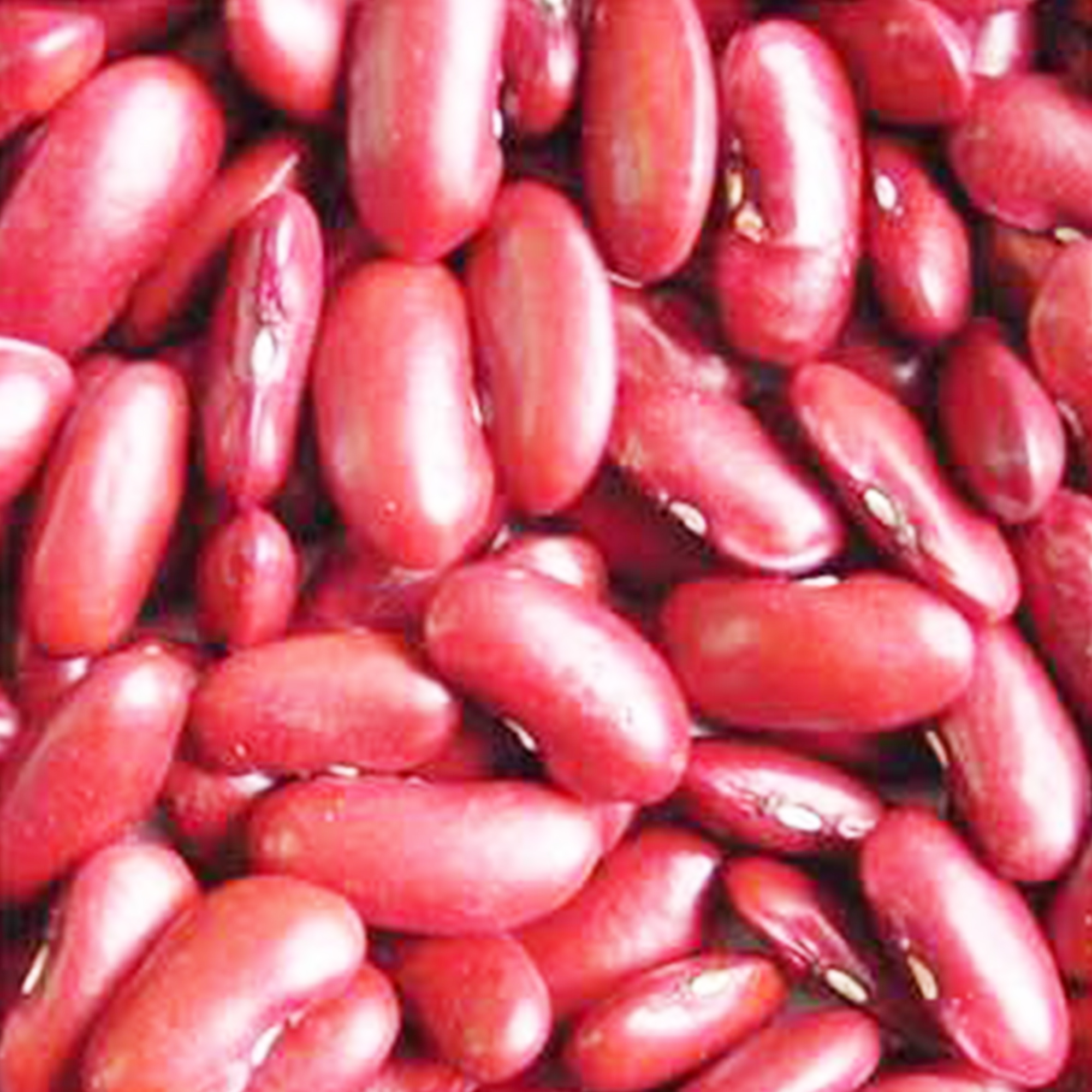 Bean Seeds - Dark Red Kidney - 15 g - Bush - Phaseolus vulgaris - Non-GMO - Open-Pollinated - Heirloom - Shelling - Farm & Garde