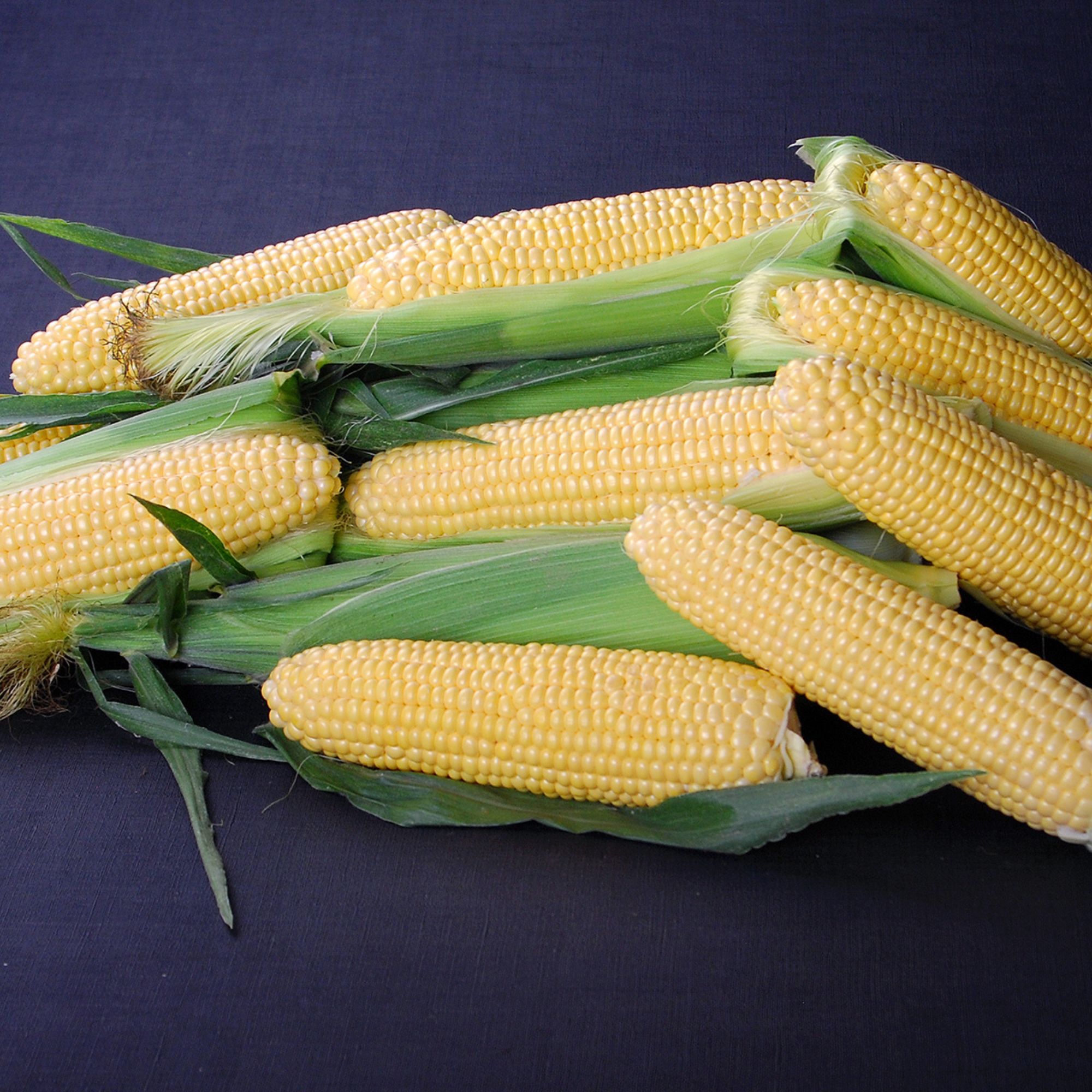 Corn Seeds - Sweet - Golden Halo F1 Hybrid - 500 Seeds - Non-GMO - Annual - sh2i - Farm & Gardening Seeds Online - Bulk Availabl