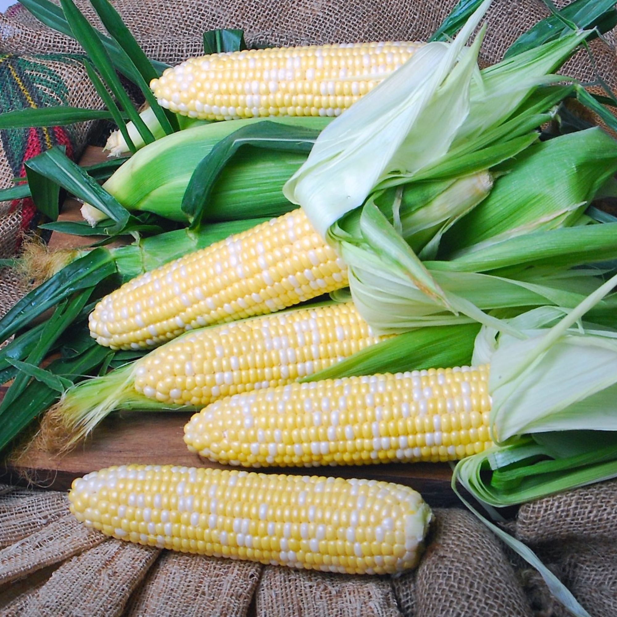 Corn Seeds - Sweet - Nirvana F1 Hybrid Bicolor - 25000 Seeds - Non-GMO - Annual - sh2i - Farm & Gardening Seeds Online - Bulk Av