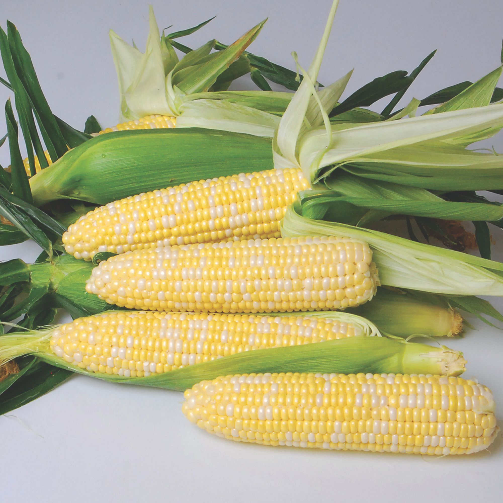 Corn Seeds - Sweet - Nirvana F1 Hybrid Bicolor - 50 Seeds - Non-GMO - Annual - sh2i - Farm & Gardening Seeds Online - Bulk Avail