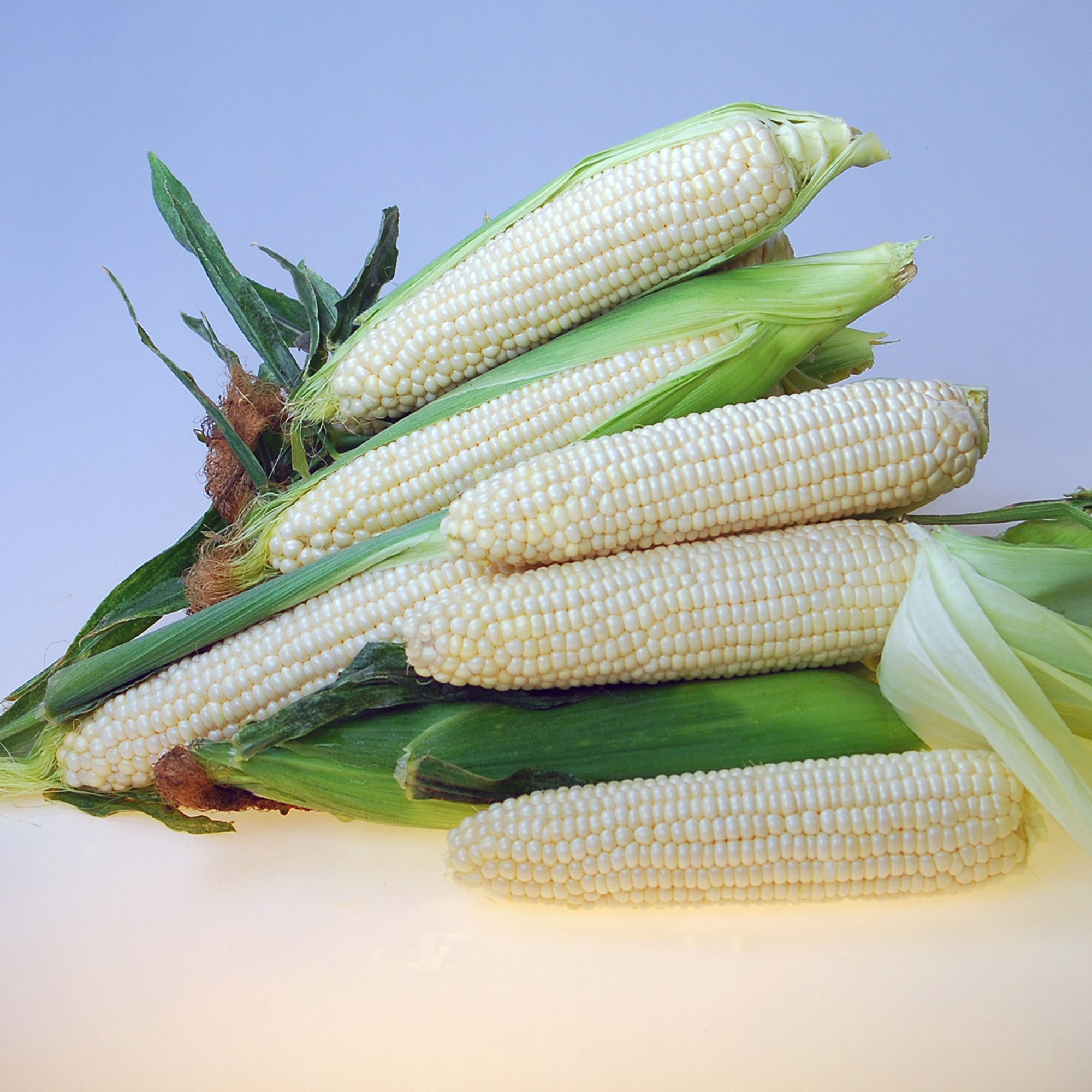 Eden RMN F1 Hybrid Sweet Corn Seeds - 25000 Seeds - Non-GMO - Annual - sh2i - Farm & Gardening Seeds Online - Bulk Available - H