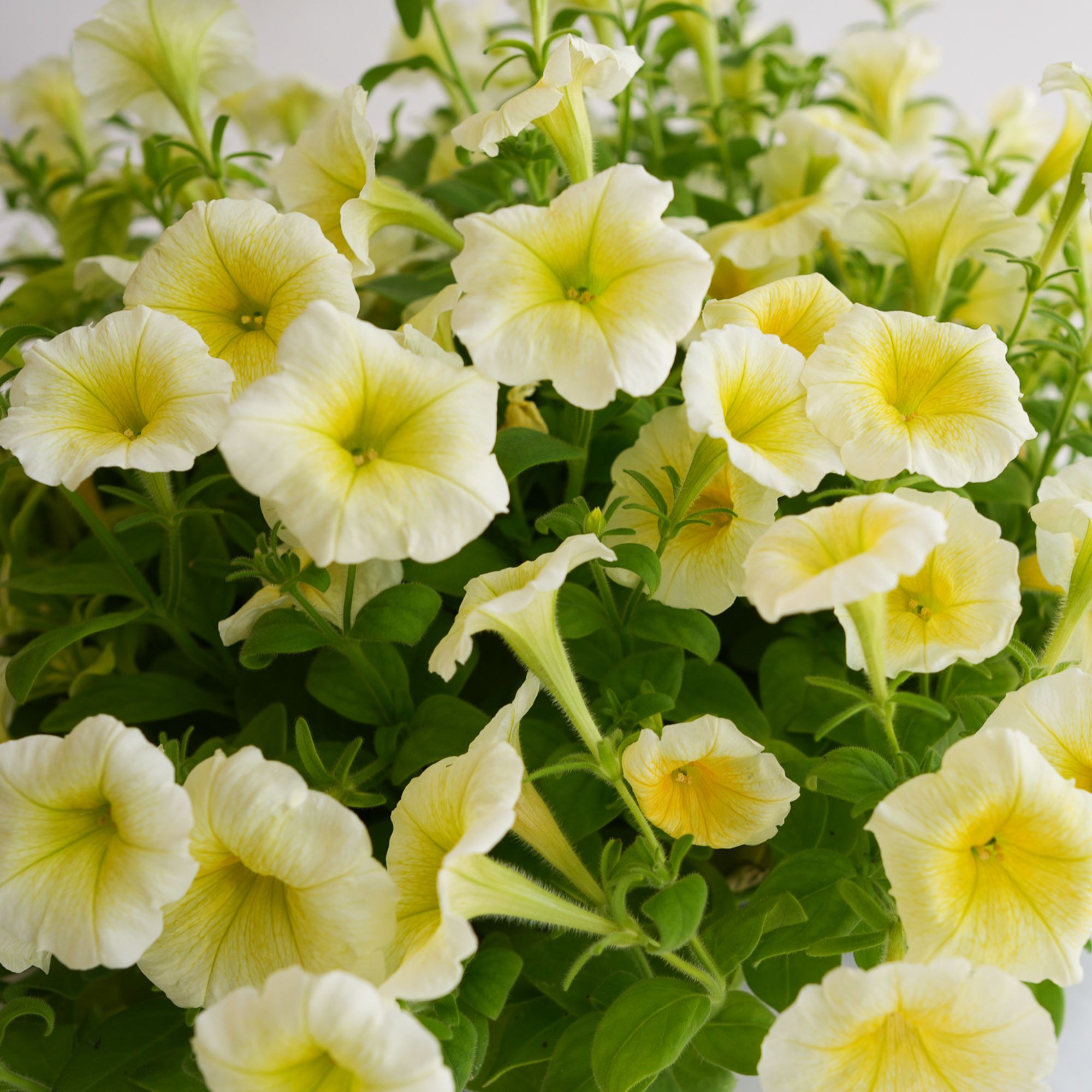 Petunia Seeds - Easy Wave - Yellow - 50 Pelleted Seeds - Flower Garden - Annual - Buy Seeds Online