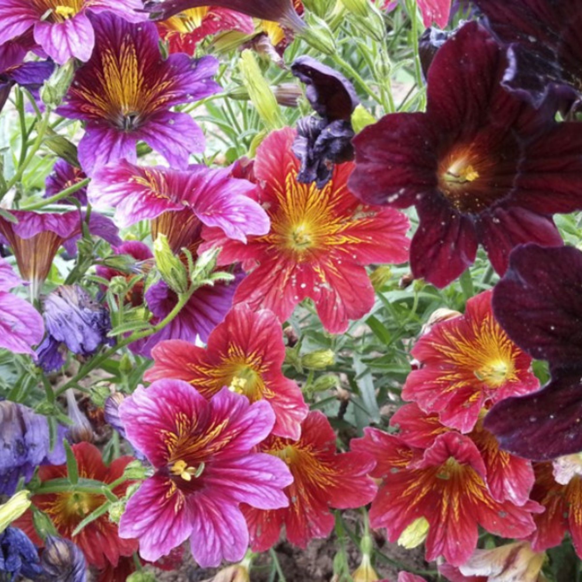 Salpiglossis - Royale Series - Mix - 1000 Seeds - Non-GMO - annual - Farm & Gardening Seeds Online - Bulk Available - High Germi
